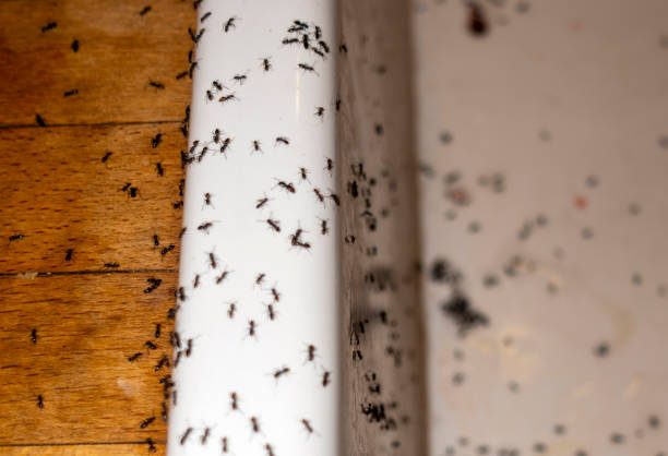 Best Pest Control Near Me in Enfield, NC