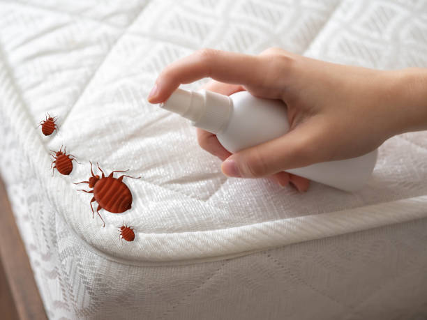 Best Termite Control Services  in Enfield, NC