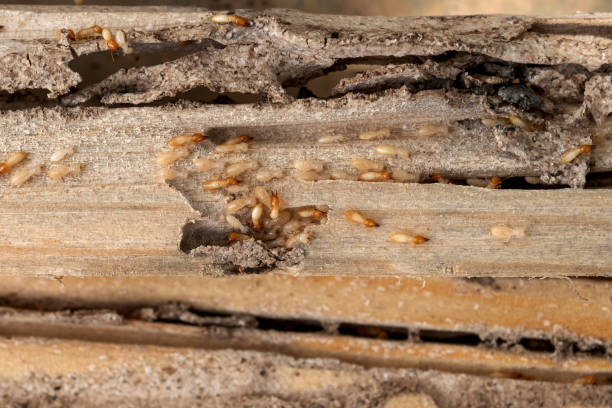 Best Mosquito Control Services  in Enfield, NC